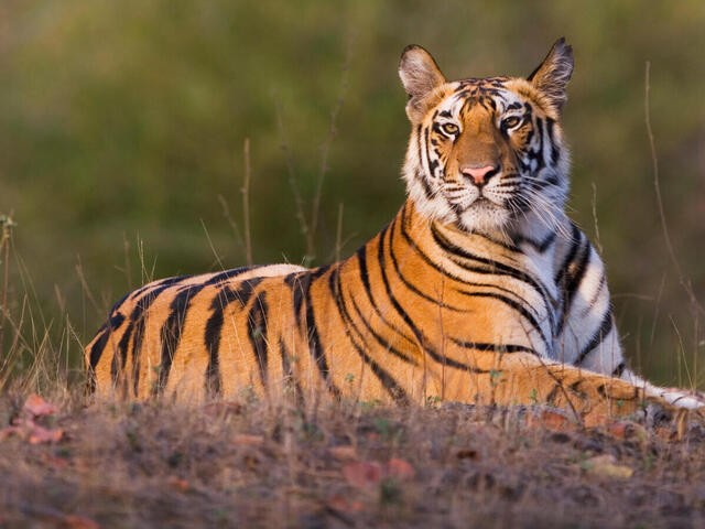 Wild animal vocabualry