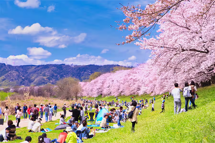 Cherry blossoms, or "sakura," hold a special place in Japanese culture. 